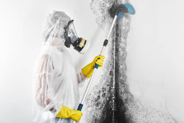 Best Black Mold Removal  in Pulaski, TN