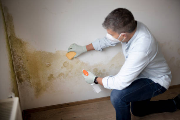 Best Mold Remediation for Healthcare Facilities  in Pulaski, TN