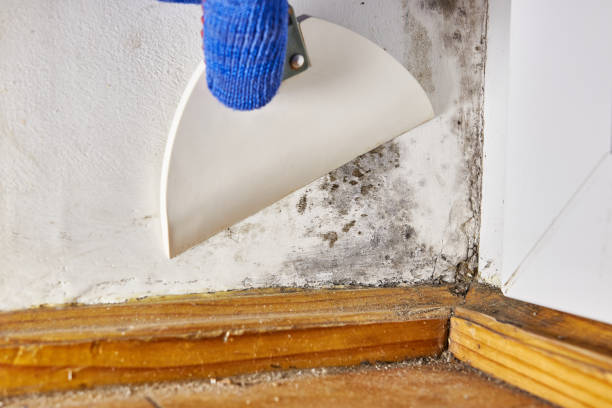 Environmental Consulting for Mold Prevention in Pulaski, TN